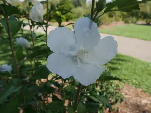 White Pillar® Rose of Sharon